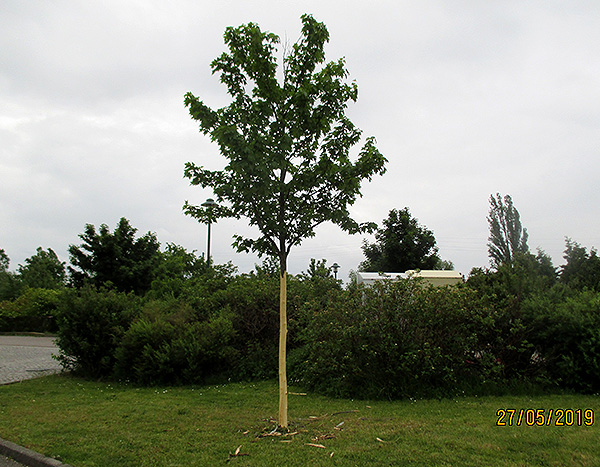 Beschädigter Baum 