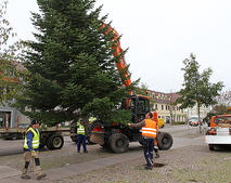 Weihnachtsbaum Barleben aufstellen