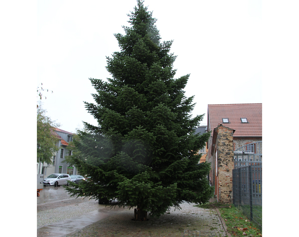 Weihnachtsbaum steht