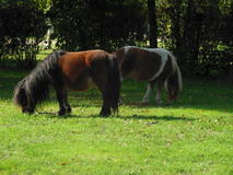 Bild vergr&ouml;&szlig;ern: Ponys am Jersleber See