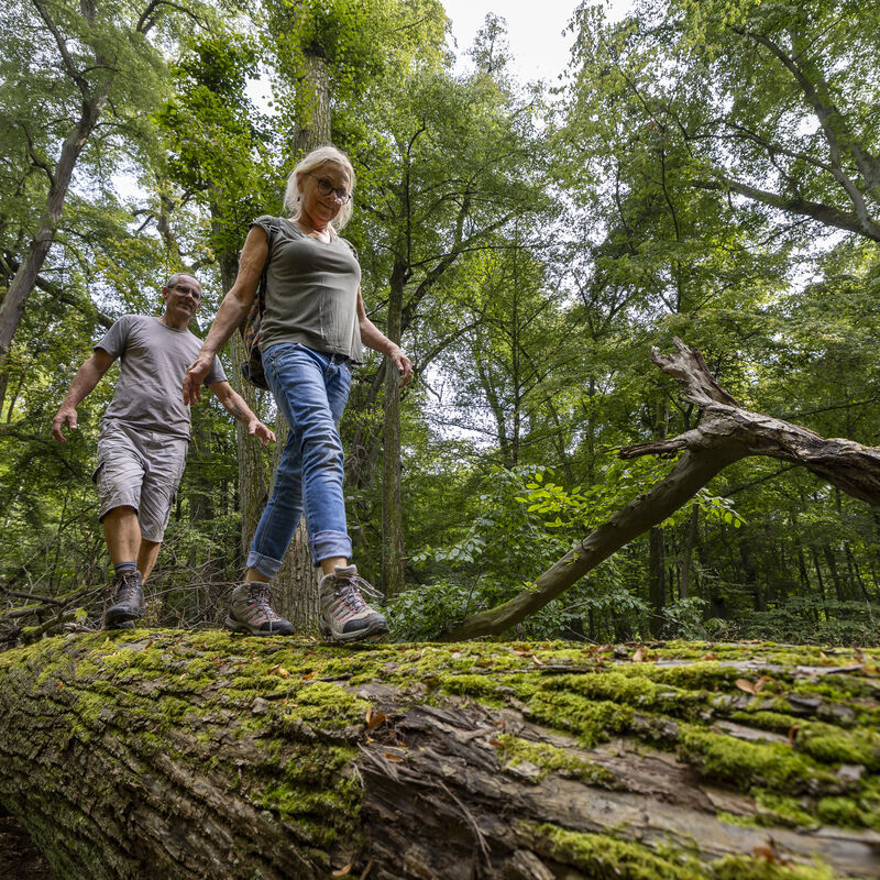 Bild vergr&ouml;&szlig;ern: Lindenwald Colbitz